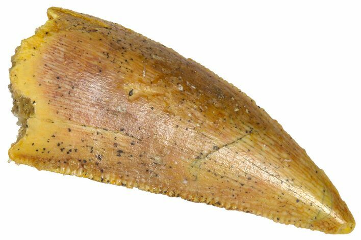 Serrated Raptor Tooth - Real Dinosaur Tooth #361015
